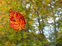 Herbstlaub rot auf Scheibe status