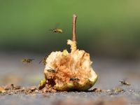 Wespen auf Obst (6) status