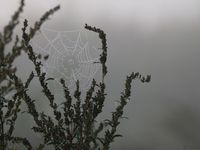 Spinnennetz Tau